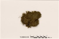 藏品(扁枝苔)的圖片